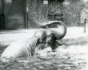 Indiarani bañándose en su piscina, Zoológico de Londres, agosto de 1923